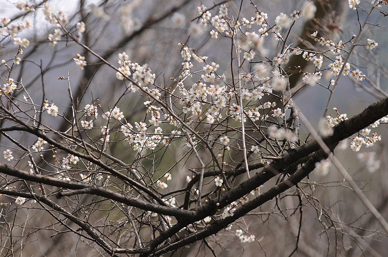 수령 450년 된 매화나무에서 피는 매화는 화려하지 않지만, 그 꽃에는 역사가 담겨 있다. 