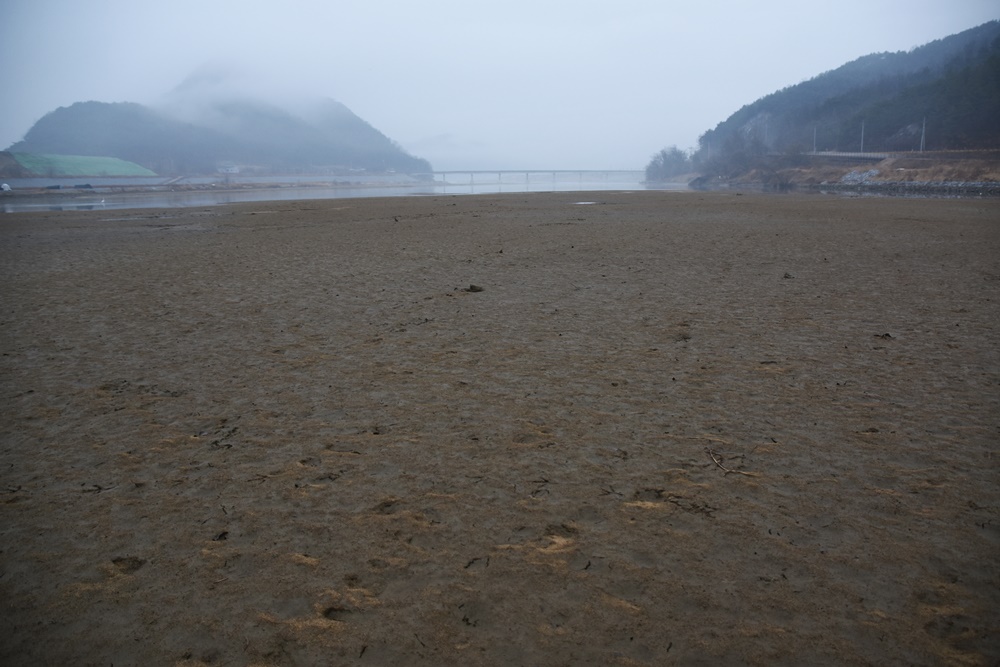  상주보 수문을 열자, 영강 합수부 바로 위 낙동강에 드넓은 모래톱이 되돌아왔다. 낙동강이 살아나고 있다.