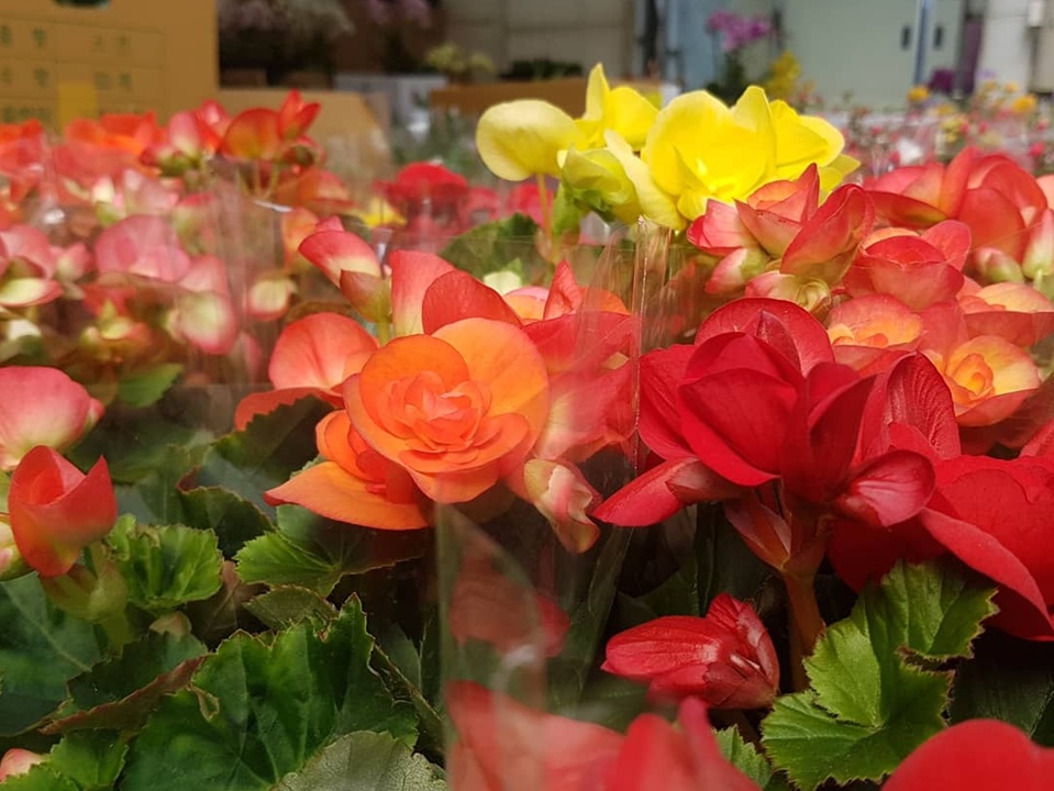 전국에 포근한 날씨가 계속 이어지면서 성큼 다가온 봄을 맞이하기 위해 봄꽃 시장을 찾는 이들이 늘고 있다. 
