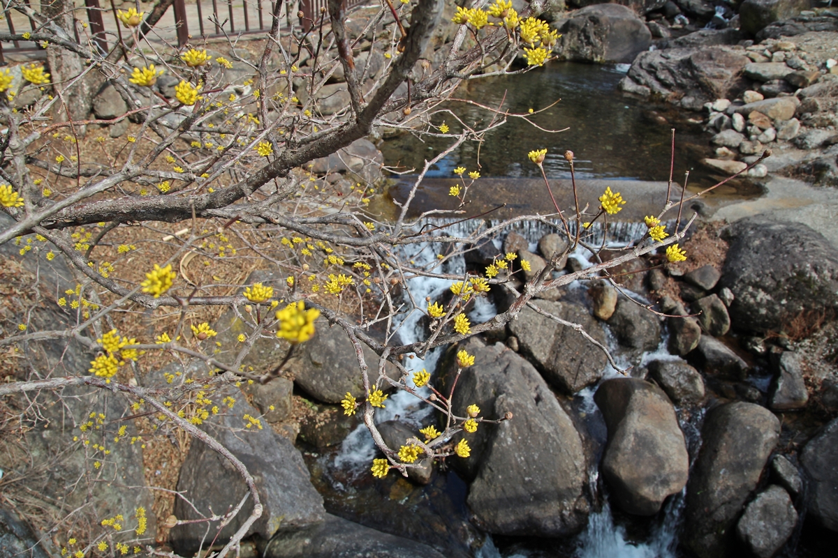이제 완연한 봄이다. 산수유마을에는 노란 빛깔의 봄이 찾아왔다.
