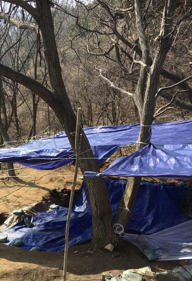  민간인 희생자 유해가 묻혀 있는 곳에 서 있던 수십년 생 밤나무. 유해발굴공동조사단은 지난 15일 고민 끝에
 밤나무를 잘랐다.