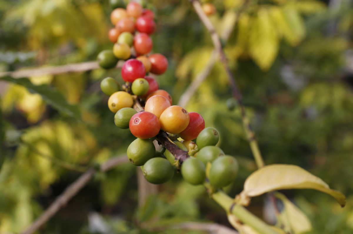담양커피농장의 커피열매. 연녹색에서 진노랗게, 빨갛게 익어가는 모습을 볼 수 있다. 열매의 크기가 검지손가락 한 마디만 하다.