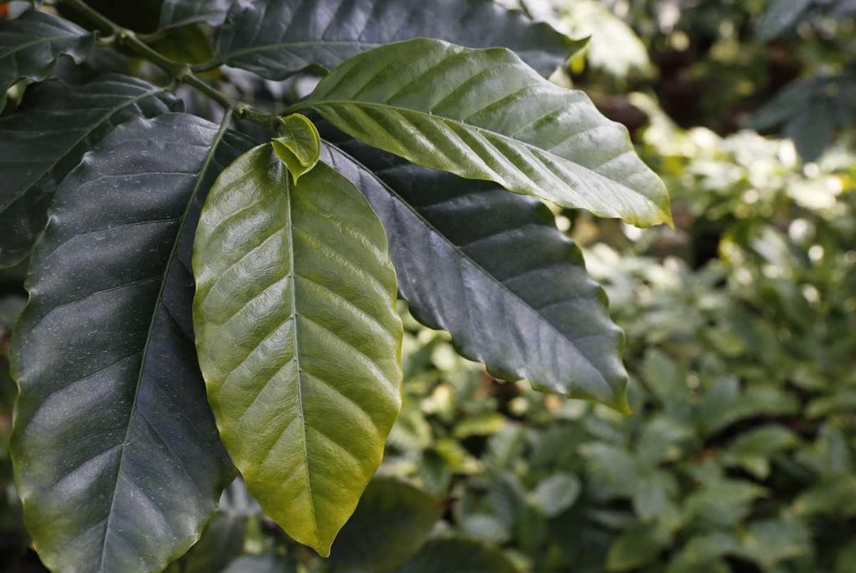 커피나무 이파리. 사철 초록으로 반질반질 생기가 돈다. 새순은 연한 찻잎처럼 부드럽게 생겼다.