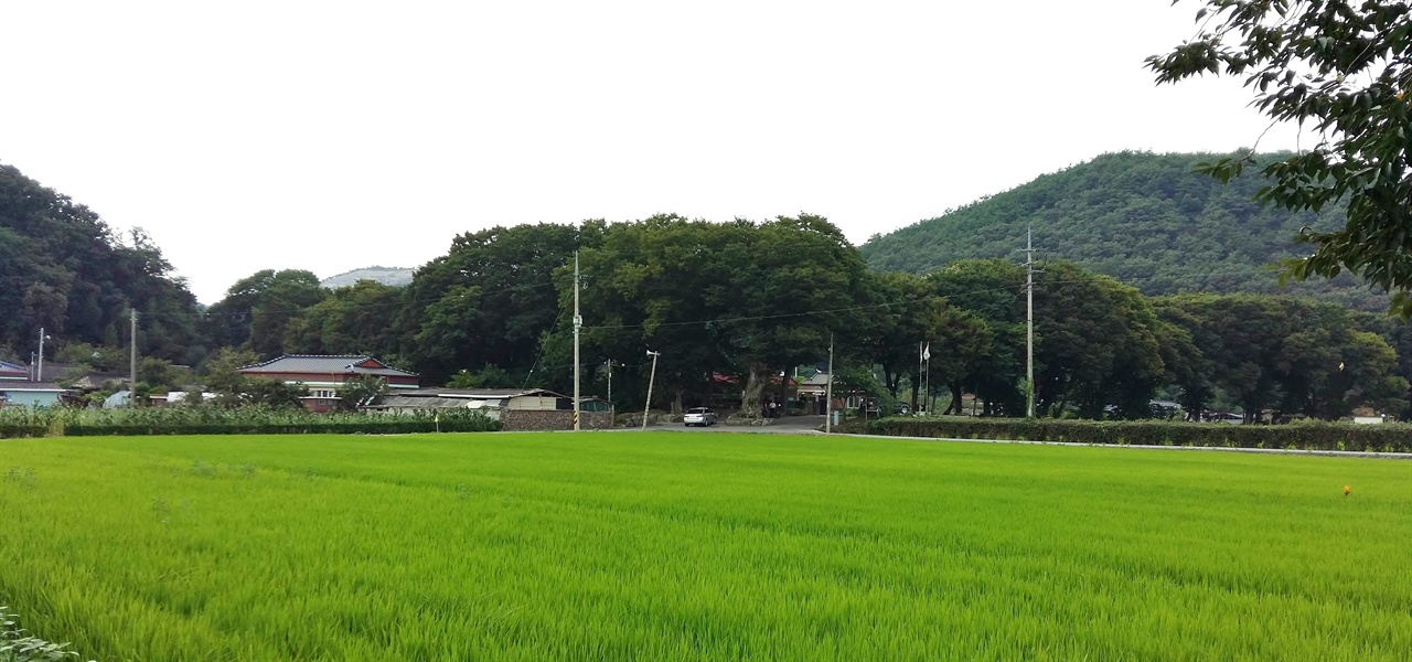 마을 뒤로 산이 있어 한겨울 찬바람을 막아 주고, 앞으로는 느티나무 숲이 있어 포근하게 감싸 주고 있다.