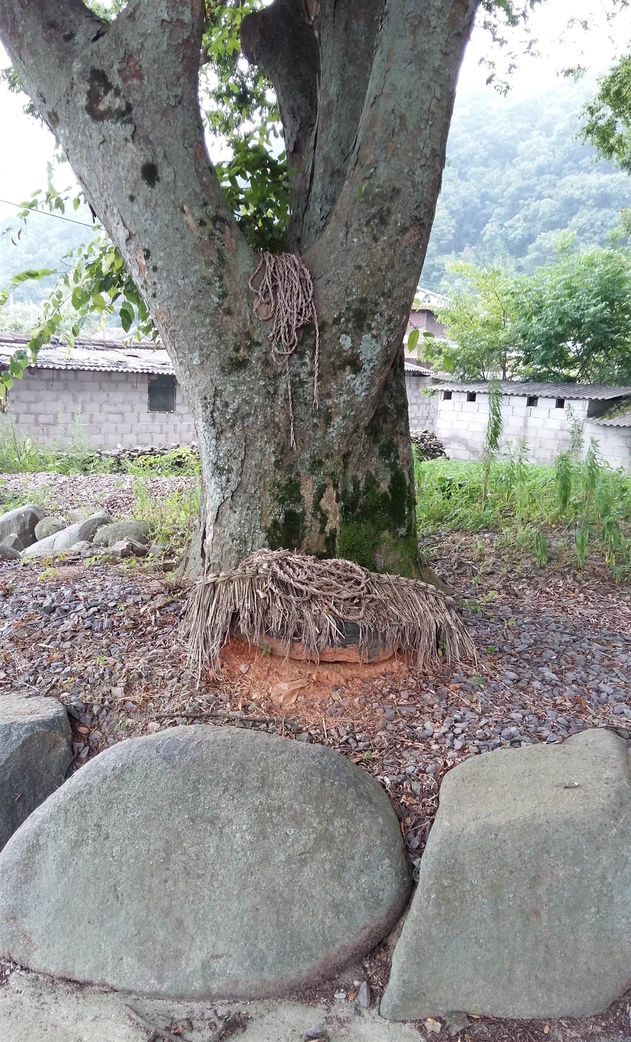 고마 마을 할아버지 당산과 금줄 열두 당석(당산) 가운데 할아버지 당산은 없고 묘만 남았다. 묘 둘레에 돌을 괴고 무덤을 썼다. 나중에 묘에서 당산나무가 자랐고, 그 바로 밑동에 판돌을 놓았다. 여기에 상을 차리고 제를 올린다. 할아버지 당산(당석)은 없어졌지만 고마 마을 사람들은 당산나무를 할아버지 당산으로 여긴다. 판돌 위에 이엉을 덮어 놓았다. 보통 당산제가 끝나면 금줄을 걷어 태우는데 고마 마을 사람들은 판돌과 나무에 금줄을 곱게 올려놨다. 이것은 당산나무가 신령스럽다는 것을 말해 준다. 그러니 이 앞에서는 몸을 정갈히 하고 예의를 갖춰라, 하는 뜻을 담고 있다고 할 수 있다.