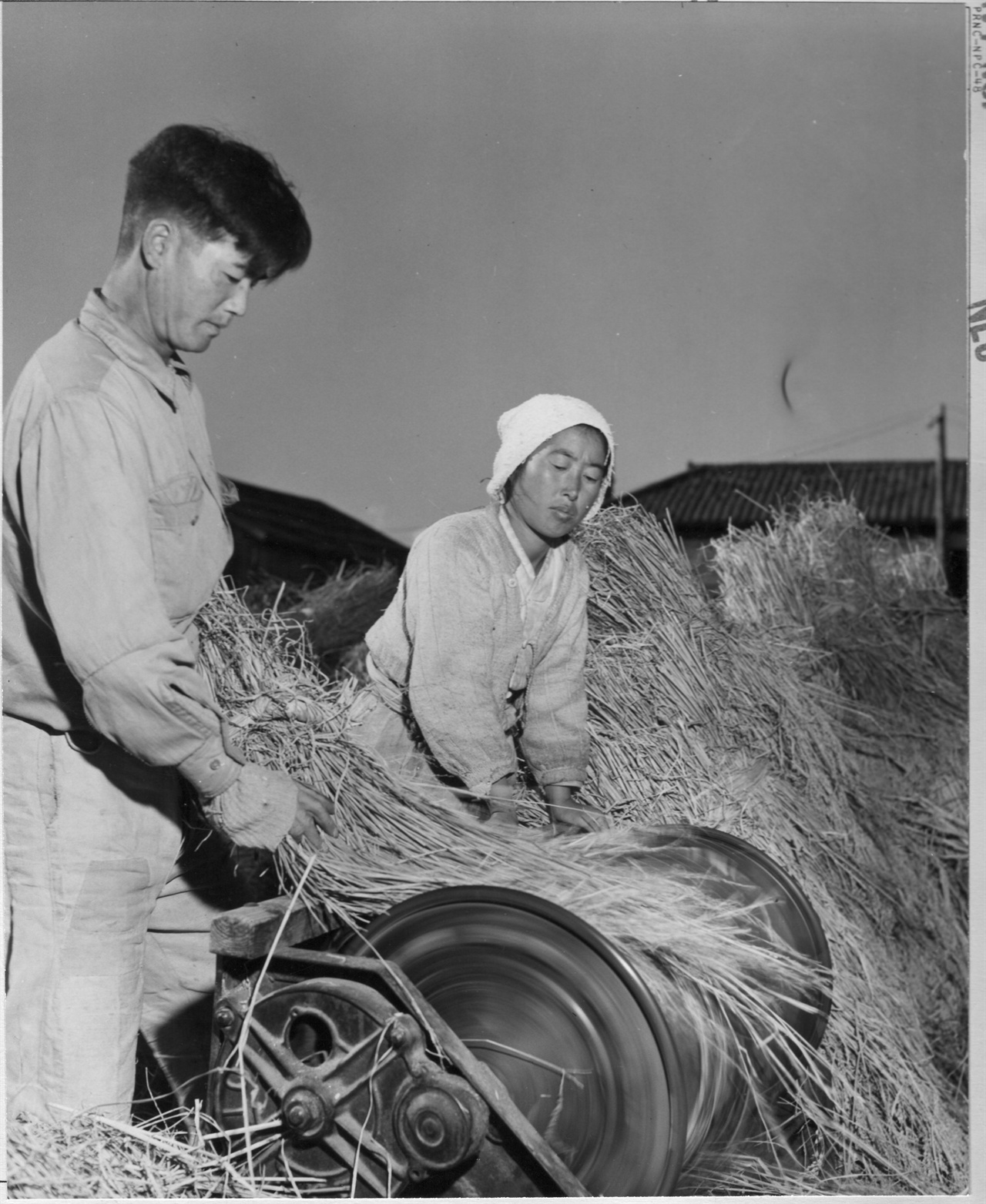 1950. 11. 8. 원산, 탈곡기로 추수를 하는 농사꾼 부부.