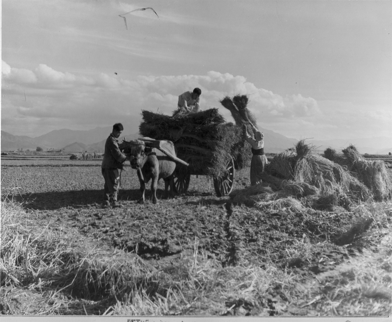 1950. 11. 8. 원산, 소달구지에 볏단을 싣는 농사꾼들.