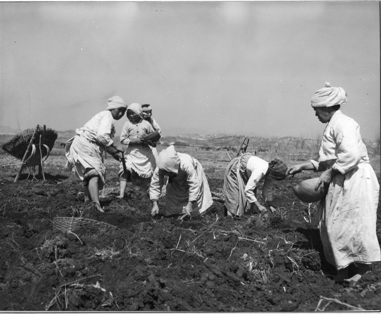 1952. 4. 1. 판문점 근처 들판에서 농부들이 밭에다 파종을 하고 있다.
