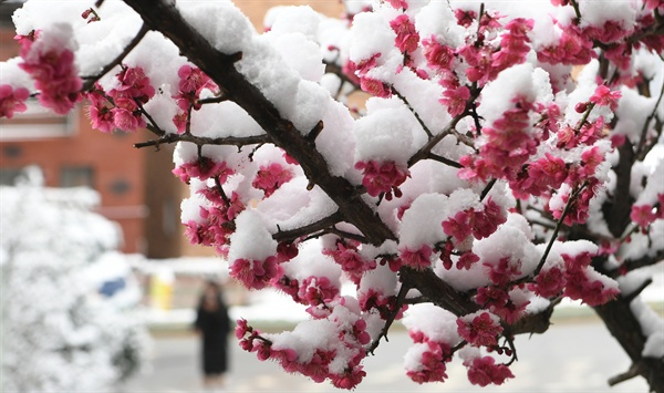 춘분인 21일 경남 거창군 거창읍 죽전리에 활짝 핀 홍매화에 눈이 쌓여 있다.