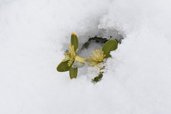 3월 21일 폭설에 덮힌 회양목, 눈 사이로 회양목 꽃이 얼굴을 내민다. 