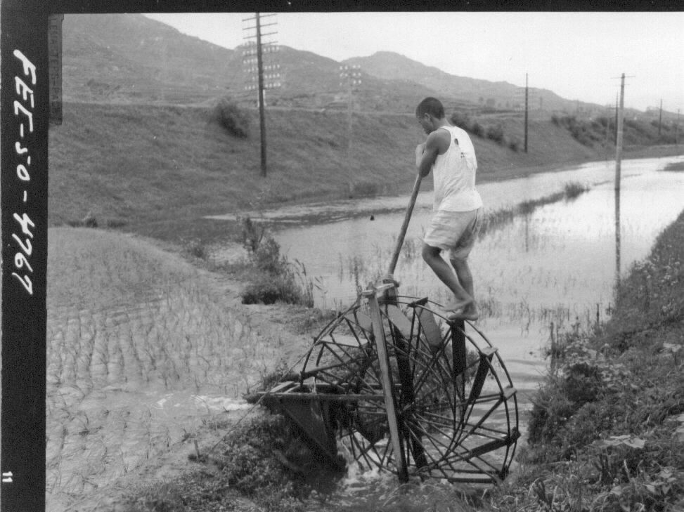 1950. 7. 27. 전쟁 중이라도 벼는 자란다. 한 농사꾼이 수차로 논에 물을 대고 있다.