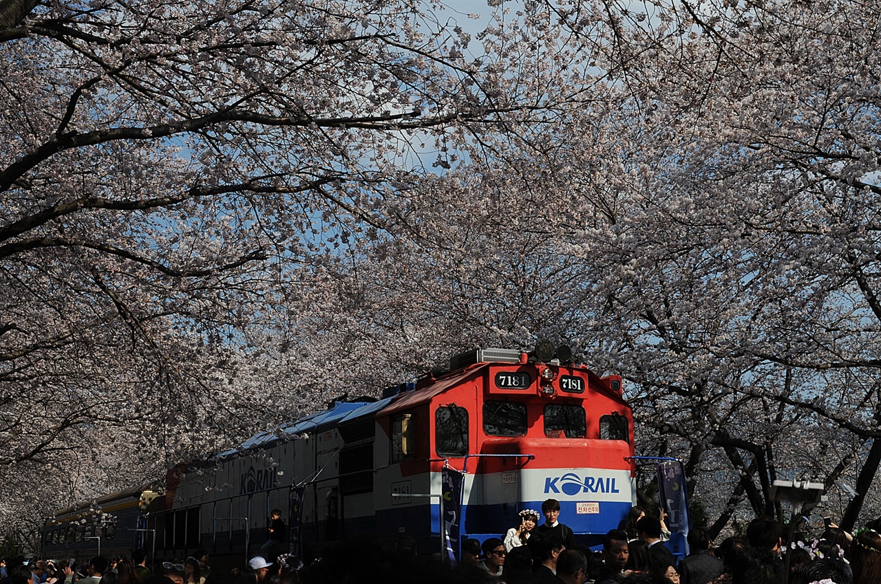이미 진해 벚꽃길은 세계 각지에서 온 다양한 사람들을 만나볼 수 있는 국제적인 명소가 됐다. 