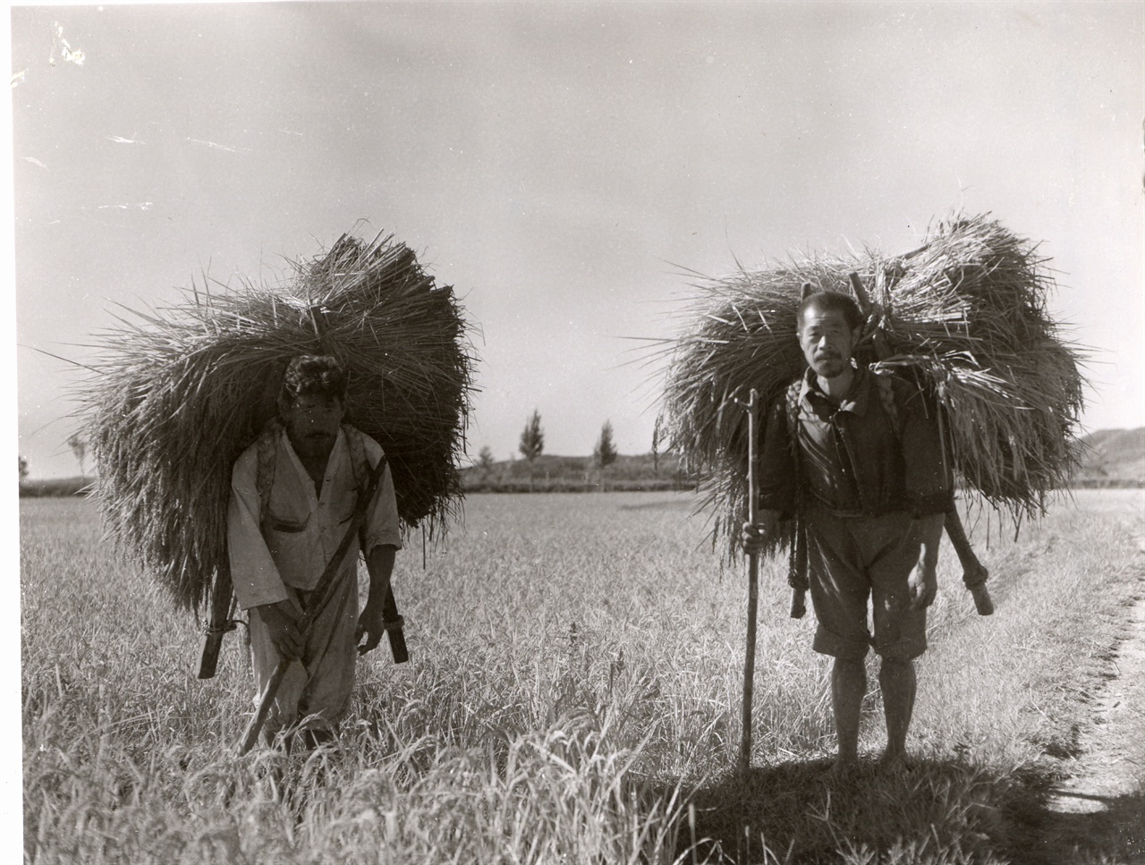 1952. 9. 26. 두 농부가 추수한 볏단을 지게로 나르고 있다. 