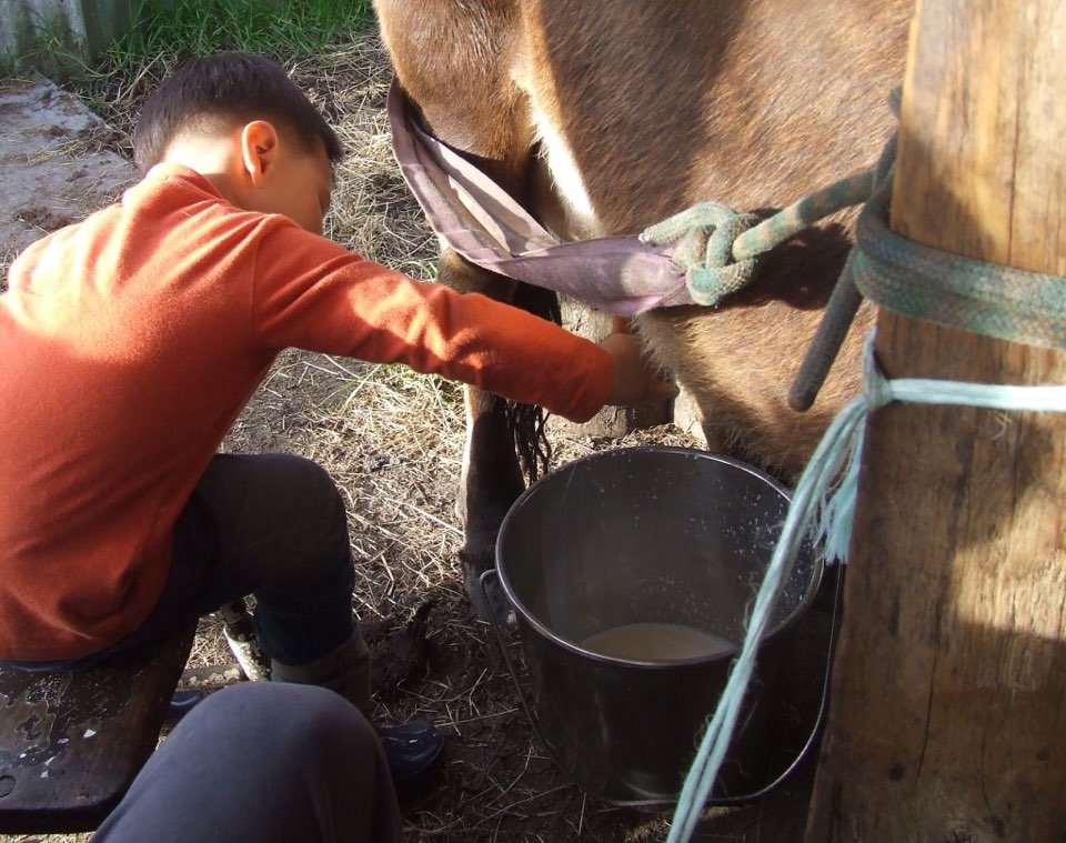 소젖을 짜는 소년. 소는 무서워서 근처도 못가던 아이가 농장에서 열심히 소젖을 짜고 있다. 자연과 문화의 대단한 힘