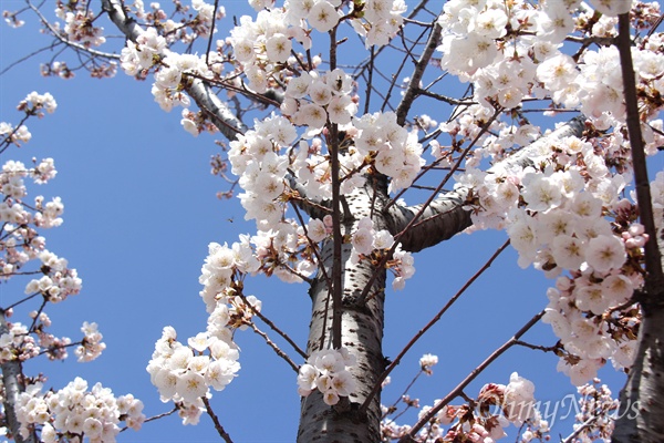  3월 26일 창원 거리에 벚꽃나무가 활짝 피어 있다.