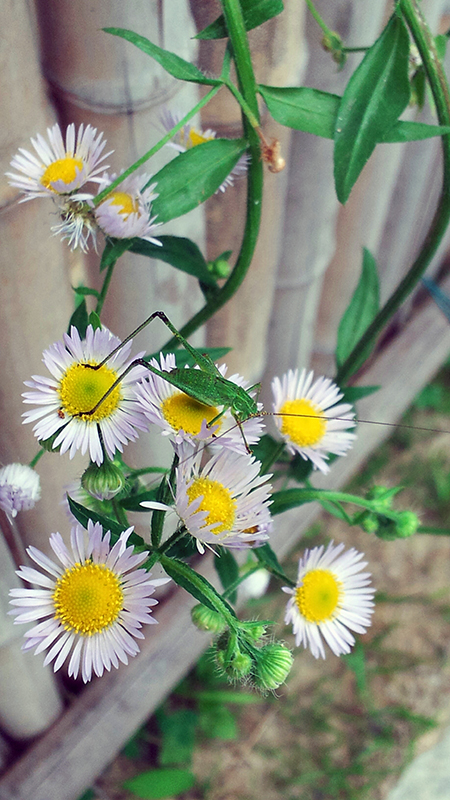 개망초꽃