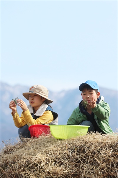  함양군 마천면 창원마을의 봄나물 캐기.