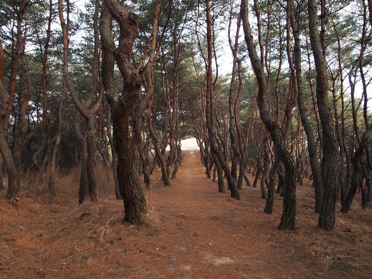 경덕왕릉으로 올라가는 길에 볼 수 있는 소나무 숲, 멀리 경덕왕릉의 형태가 모습을 보인다. 