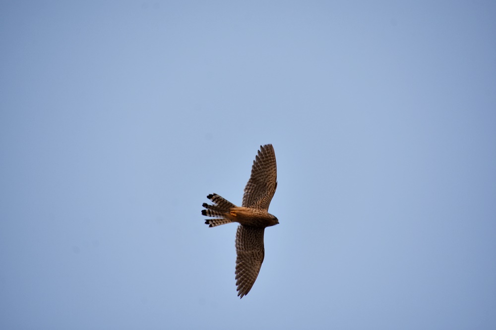 천연기념물이자 멸종위기종인 황조롱이가 화원동산 하식애 창공을 날고 있다. 
