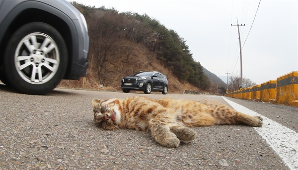 28일 경남 함양 휴천면 도로에서 멸종위기종 삵이 차량에 의해 죽은 채 발견되었다.