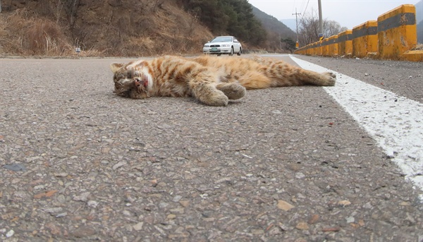28일 경남 함양 휴천면 도로에서 멸종위기종 삵이 차량에 의해 죽은 채 발견되었다.