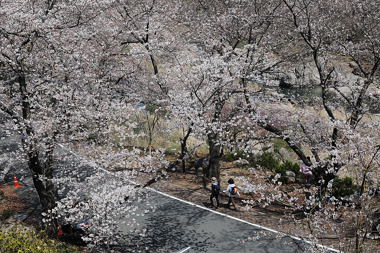 우리나라에서 가장 오래된 벚꽃길로, 화개천과 잘 어울려 매년 4월 초에 수많은 사람들을 불러모은다.  