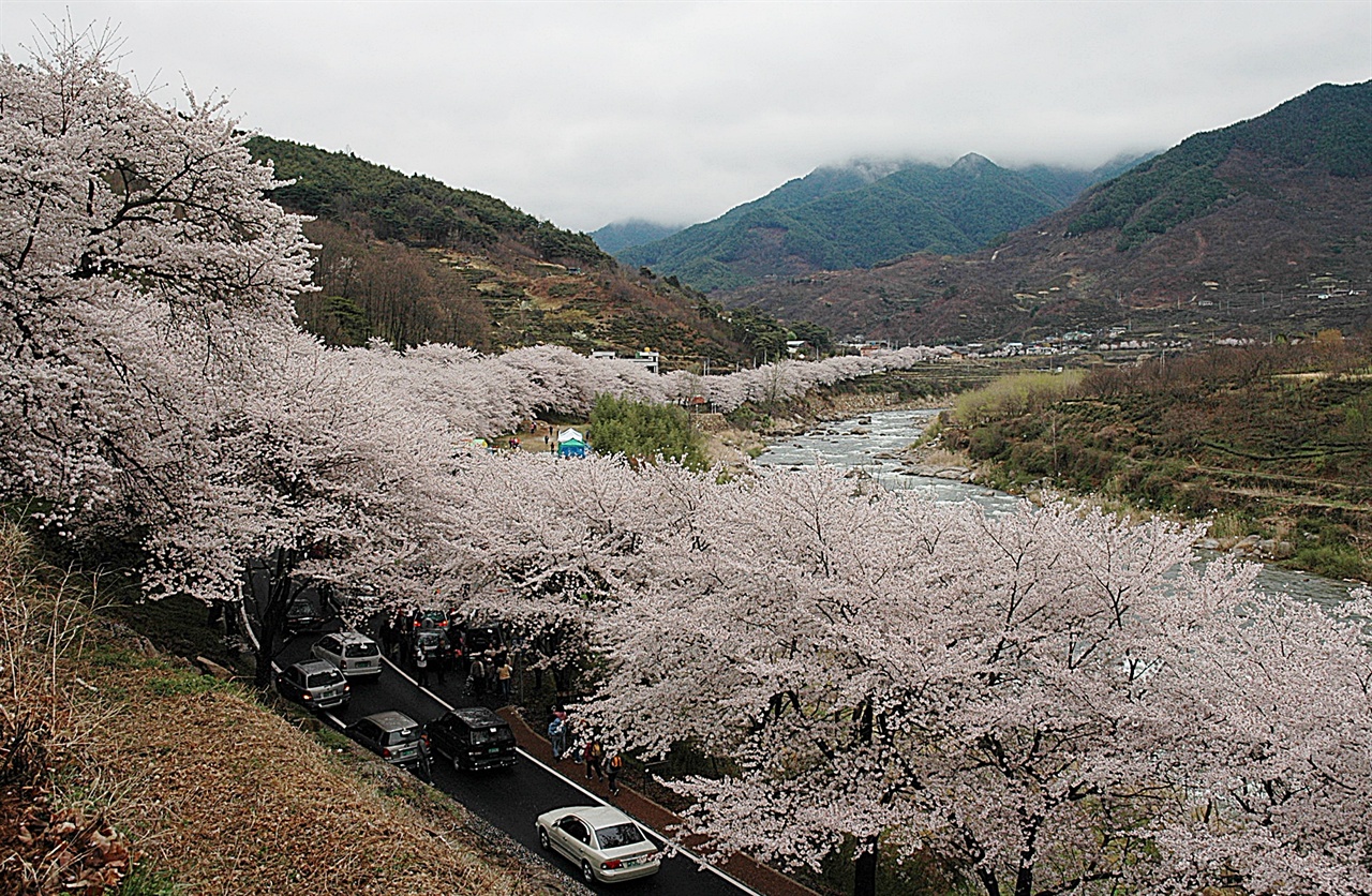 도로를 따라 벚꽃 군락이 구름처럼 이어져 있어 장관이다. 