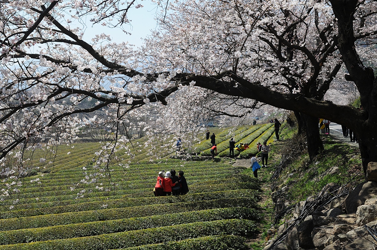 벚꽃길 옆에 녹차밭이 있는 구간에서는 흰색과 푸른색의 어울림을 감상할 수 있다. 