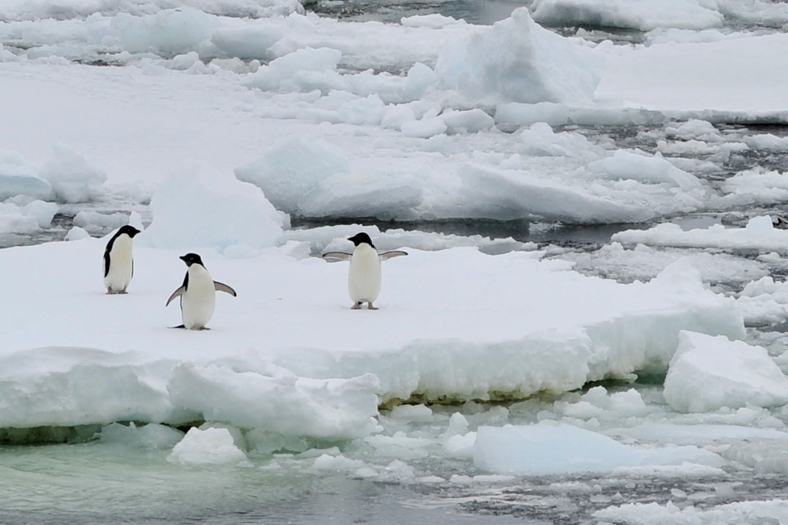  유빙(바다에 떠 다니는 얼음)위에서 햇빛을 즐기고 있다. 배의 얼음 깨는 소리에 놀라 도망가고 만다 