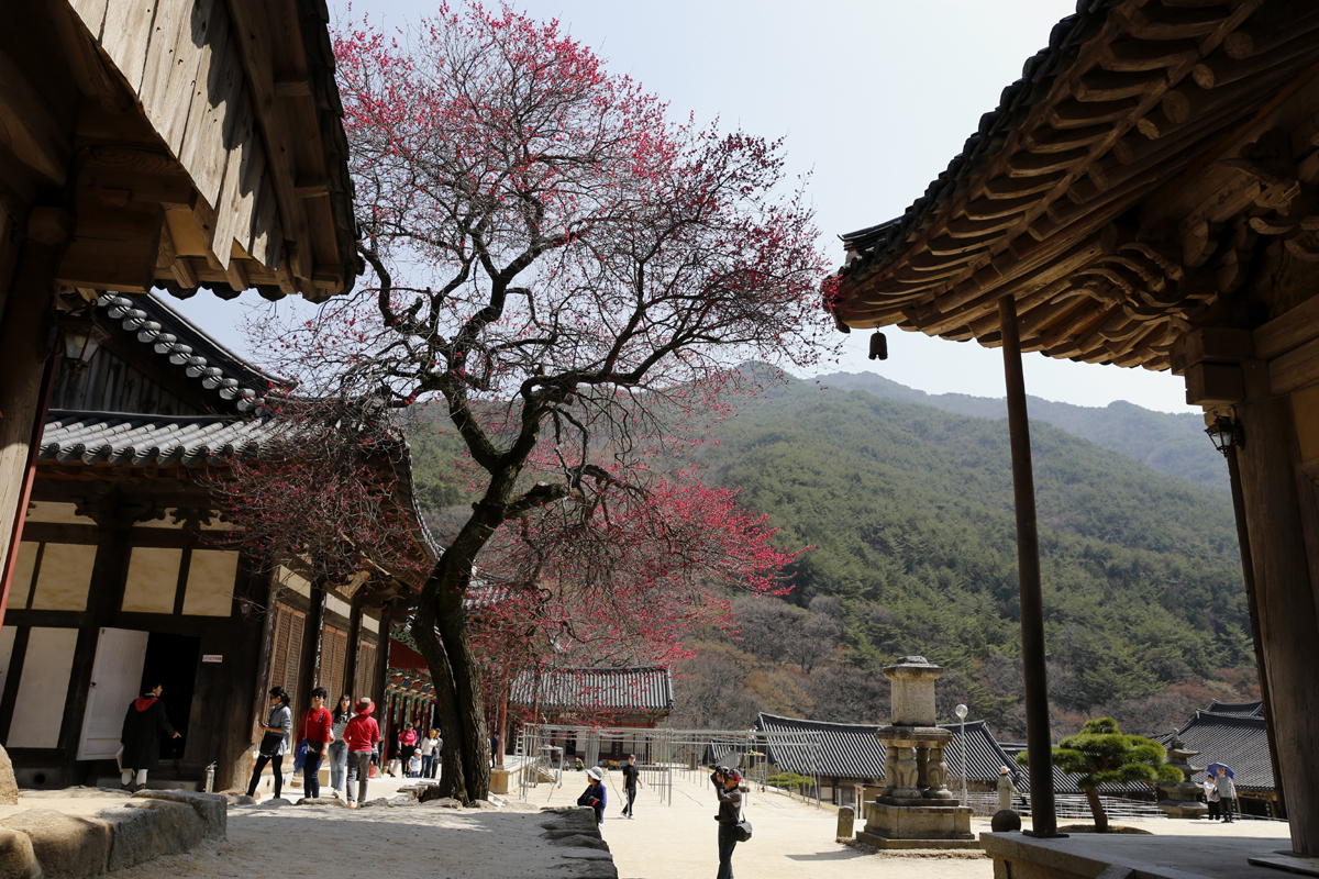 볼수록 요염하게 생긴 화엄사 홍매. 꽃의 매력에 빨려 들어가는 느낌을 준다. 언뜻 청초하면서도 매혹적이고 고혹적인 멋을 선사한다. 