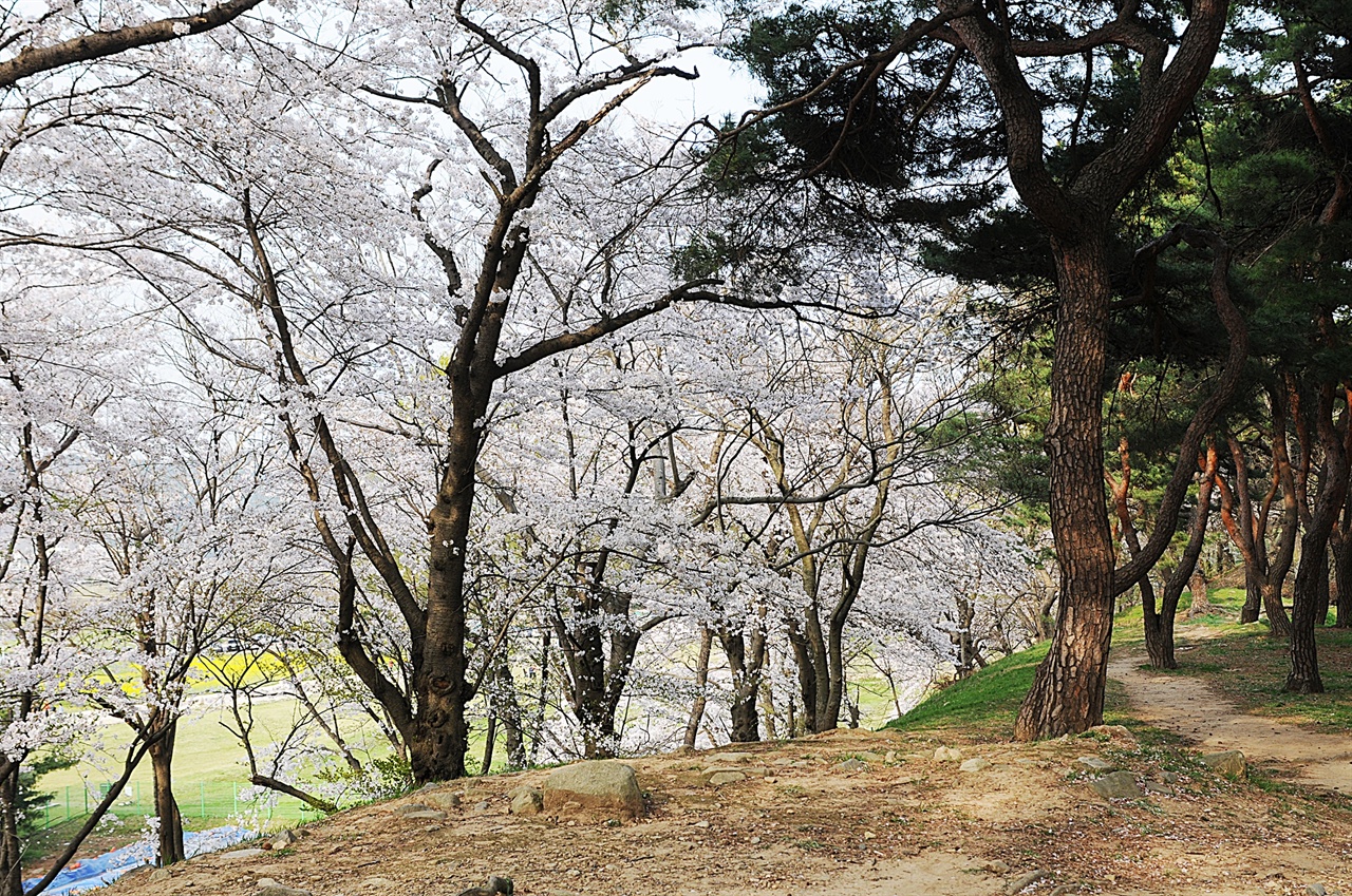 월성 능선을 따라 하얀 벚꽃이 군락을 이루어 좋은 산책길이 된다. 