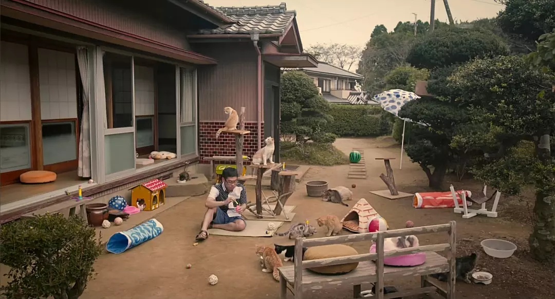 일본 영화 ‘네코 아츠메의 집’ 영화 스틸 이미지. 고양이 놀이터가 된 주인공의 집 풍경.