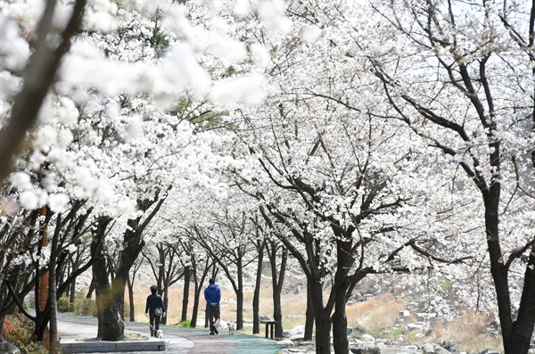 거창 건계정의 벚꽃터널.