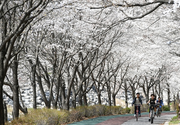 거창 건계정의 벚꽃터널.