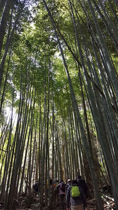 대나무와 삼나무가 어우러진 울울창창한 산길을 만날 수 있는 지쿠호·가와라 코스 
