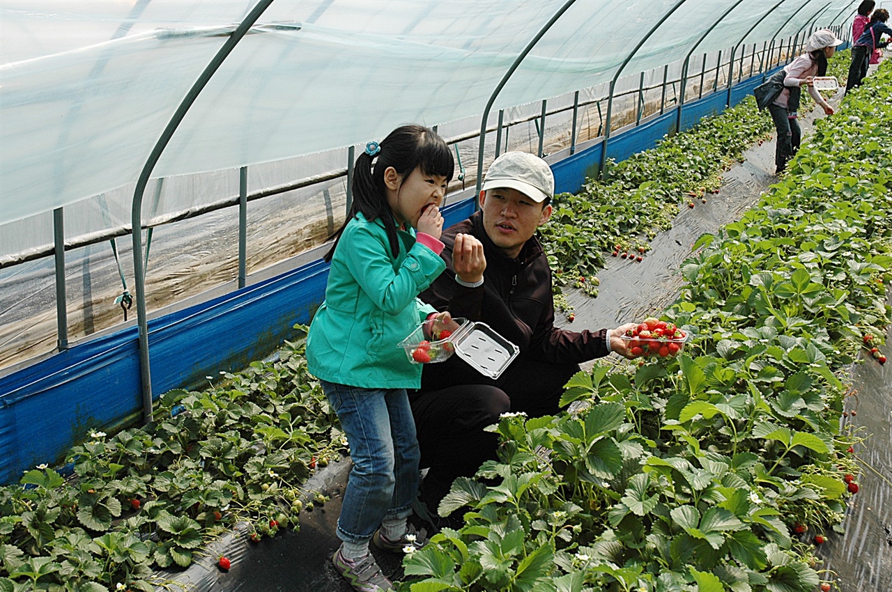 딸기 수확 체험  논산의 딸기 농가들 상당수는 축제 기간을 포함하여 봄철에 딸기 수확 체험을 한다. 