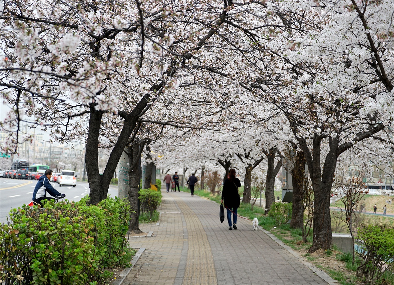 벚꽃터널