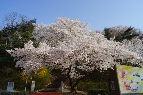 경주 엑스포공원 벚꽃은 만개한 상황입니다.