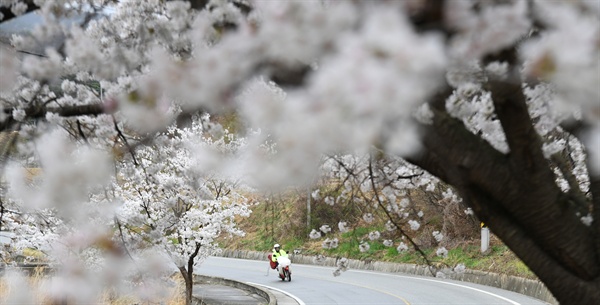 거창 장팔리 벚꽃.