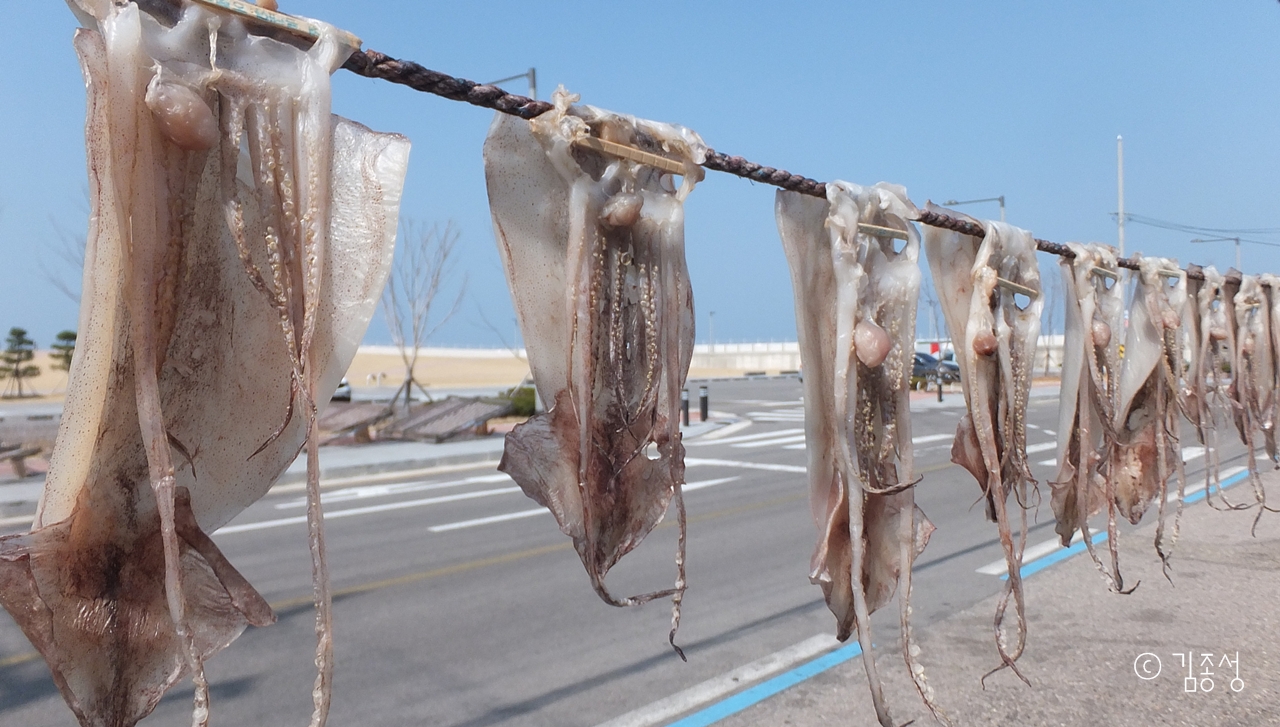 귀한 오징어가 빨래처럼 널려있는 강구항.  