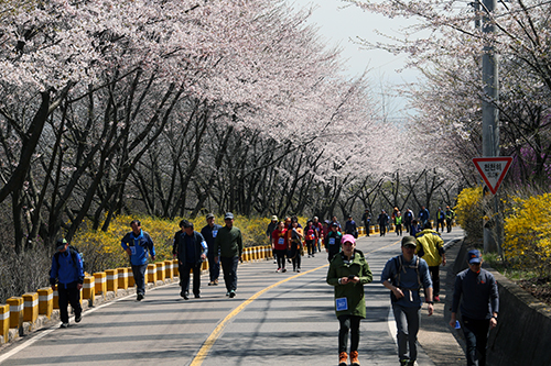 장봉도 벚꽃맞이 가족건강걷기대회 