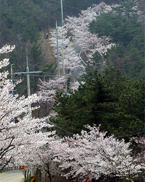  연평도 벚꽃 길