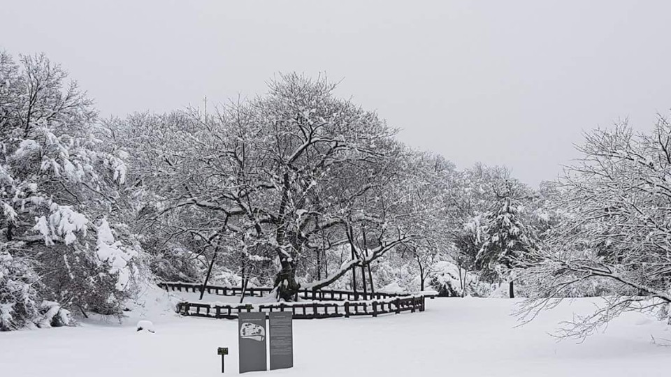 눈덮인 왕벚나무 3월22일 왕벚나무에 눈이 쌓이다.
