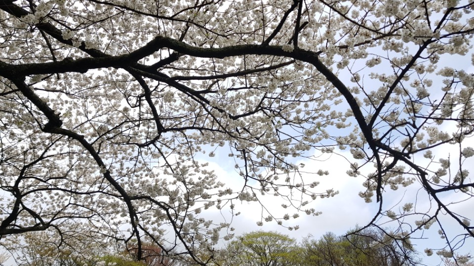 만개한 왕벚나무 하늘로 향해 쭉뻗은 검은 가지에 새하얀 벚꽃