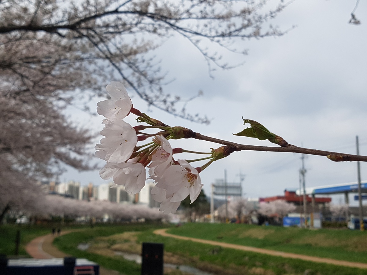  홍성읍에 들어서면 홍성천 주변 300여 미터의 산책로를 따라 벚꽃길이 조성되어 있다. 이곳 벚꽃나무는 지난 1998년 홍성로터리클럽에서 회원들이 심어 놓은 것으로 올해로 20년을 맞이하고 있다.