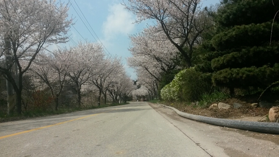 구항면 거북로길 이곳은 홍성군 구항초등학교에서 대정초등학교로 넘어가는 약 4km 지방도로에 벚꽃나무가 식재되어 있다. 왕복 2차선 도로로 전주군산간 벚꽃길을 연상하게 하는 곳이다. 이곳은 홍성천 벚꽃보다 일주일 정도 늦은 4월 중순경 만개한다.7일 필자가 찾았을때는 만개 하지 않았다. (2016.04.13 촬영한 사진이다.)
