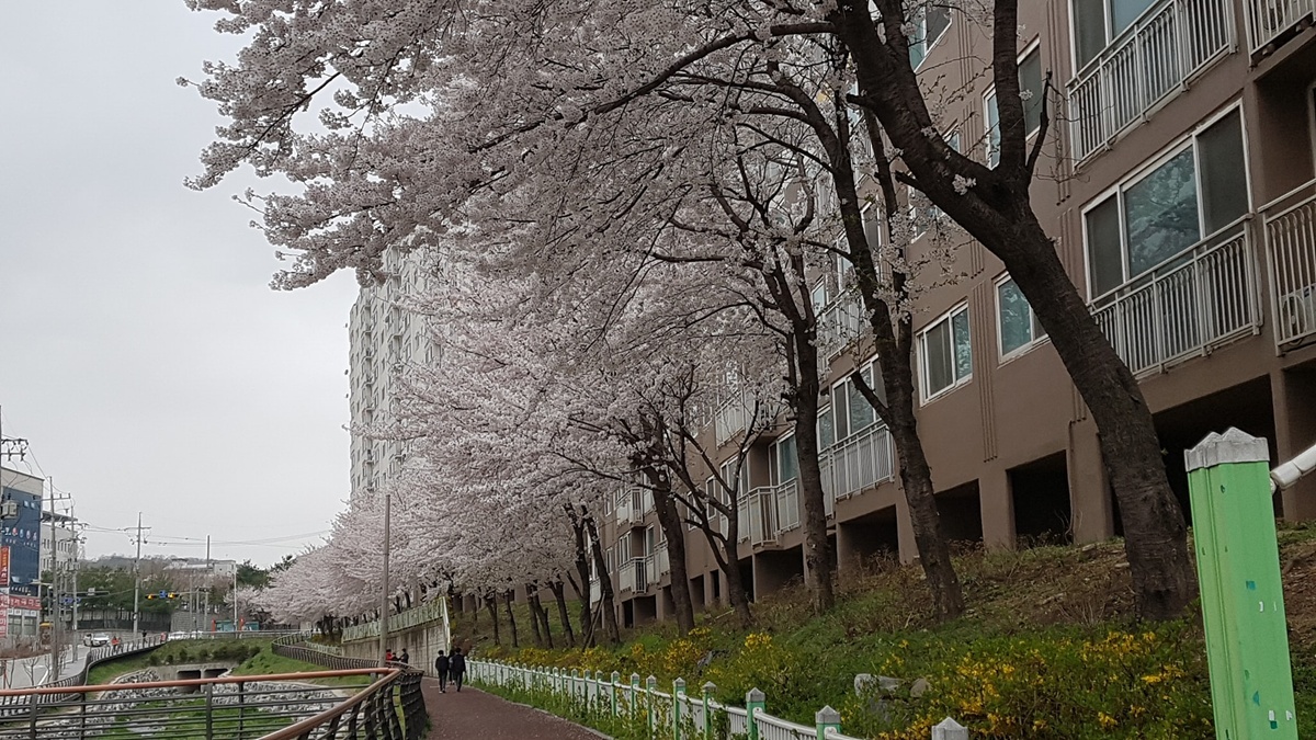  홍성에서 덕산 수덕사로 이어지는 지방도로와 홍성 부영아파트 주변, 홍성 유일원의 벚꽃 등 알려지지 않은 곳곳의 벚꽃은 지역사회 유명한 명소로 자리매김하고 있다.(사진은 부영아파트 주변의 벚꽃나무 모습이다)