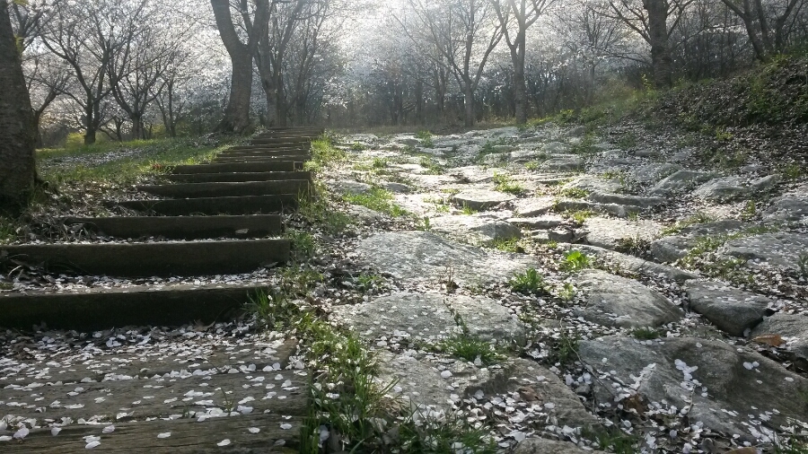 결성면 석당산 벚꽃 결성면 결성초등학교와 석당산에는 오래된 벚꽃나무가 있다. 특히 이곳 석당산 벚꽃나무는 결성초등학교 벚꽃나무와 어우러져 4월 중순쯤이면 온통 하얀색으로 뒤덮일 정도로 벚꽃 천지다. 결성초등학교 입구에서 석당산으로 올라가다 보면 벚꽃잎이 떨어지는 꽃비를 맞을 수 있어 장관을 이룬다.이곳도 구항과 마찬가지로 아직 만개 하지않았다. (2016.4.13 석당산 벚꽃 모습)