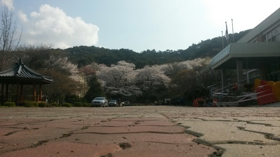  지난 2016.04.13 결성초등학교에서 바라본 석당산 벚꽃모습. 4월 중순이면 만개 할 예정이다.