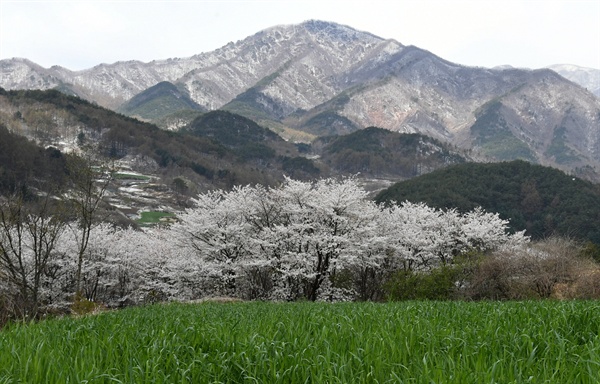 4월 7일 거창 북상면 남덕유산 자락의 벚꽃과 눈.